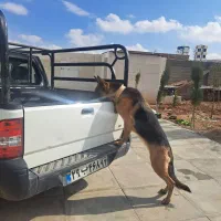 سگ ژرمن شیپر پلیس|سگ|شیراز, قلات|دیوار