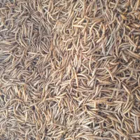 میلورم خشک وزنده