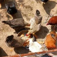 12تا مرغ تخم گذار به قیمت توافقی