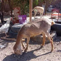 بره|حیوانات مزرعه|تربت جام, معدآباد|دیوار