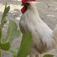 خروس|حیوانات مزرعه|مشهد, کوی دروی|دیوار