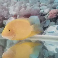 سورم