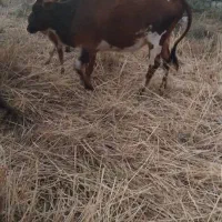 ۱۰راس گاو بالی ۷ ماه بفردش میرسد