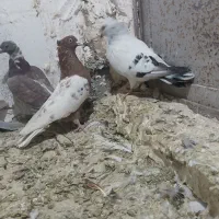 کبوتر پرشی|پرنده|دماوند, دماوند|دیوار