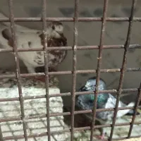 فروش دوتا کبوتر