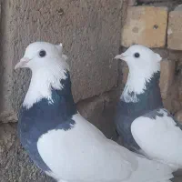 یک جفت کبوتر طوقی