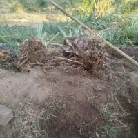 جنگ مضافتی اصل|گل و گیاه طبیعی|بم, |دیوار