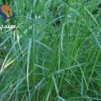 730 متر مربع زمین