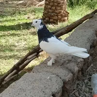 یک جفت  طوق سیاه با،یکن