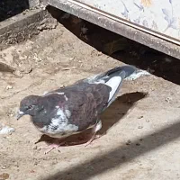 کبوتر|پرنده|کن, |دیوار