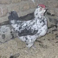 مرغ خروس گلین ، سلطان و رسمی