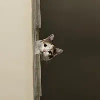 واگذاری حیوان خانگی «پوپک»|گربه|قم, شهرک قدس|دیوار