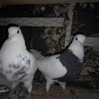 کفتر سلام|پرنده|مشهد, انصار|دیوار