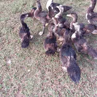 اردک اسراییلی سه ماهه|حیوانات مزرعه|شاندرمن, |دیوار