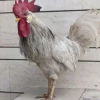 خروس سفید اردک