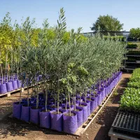 نهال زیتون مانزانی ارسال فوری و رایگان|خدمات باغبانی و درختکاری|رشت, ساغری سازان|دیوار