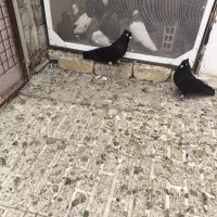 جفت کفتر اصیل  بینظیر