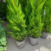 خدمات باغچه|خدمات باغبانی و درختکاری|شیراز, ارم|دیوار
