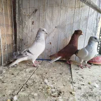 سبز و سرخ دم سفید|پرنده|بیرجند, |دیوار