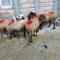 گوسفند میش|حیوانات مزرعه|کلیائی, |دیوار