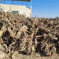 چوب ریشه انار|عمدهفروشی|شیراز, شهرک صدا و سیما|دیوار