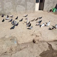 کفتر ۴۰