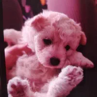 سگ میکس تریر وشیتزو