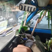 نیسان‌ یخچالدار|خودرو سواری و وانت|مشهد, انقلاب|دیوار