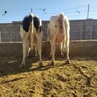 تلیسه سر سینه