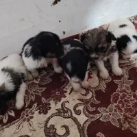 سلام 5 تا هست