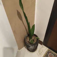 گلدان و پایه گدان|گل و گیاه طبیعی|لواسان, |دیوار