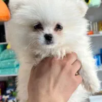 سگ اپارتمانی