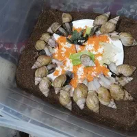 خزنده|خزنده|ارومیه, |دیوار