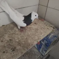 کبوتر