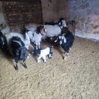 بره و بزغاله خوراک خور میش بز زاییده قوچ چپش|حیوانات مزرعه|قم, شهر قائم|دیوار