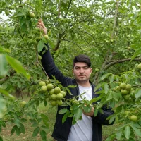 فروش نهال گردوی چندساله آماده باردهی|حراج|مشگین شهر, |دیوار