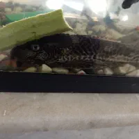 یک عدد لجن خوار ۳۵سانتی و دو عدد کف خوار زیبا