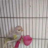 سهره و قناری