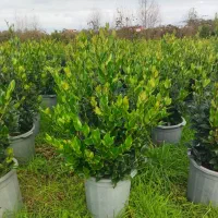 یاس هلندی لوکس سطلی