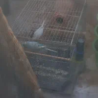 جفت مرغ عشق با قفس