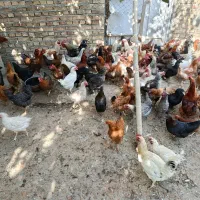 مرغ و خروس جوان