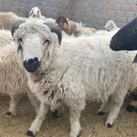 انواع گوسفند محلی چاق ( دام زنده ) + قصاب|حیوانات مزرعه|کرمان, |دیوار