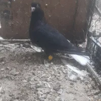 کلاغ دم سفید چینگ سفید