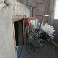 واگذاری دو عدد خروس گلین|حیوانات مزرعه|باسمنج, |دیوار