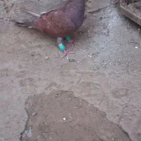 لوستر چوبی کفتر