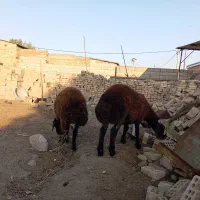 بره پرواری گوشتی نر وماده