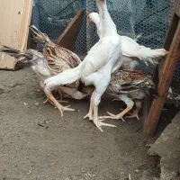 لاری اوشامو|حیوانات مزرعه|رشت, گلسار|دیوار