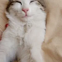 واگذاری گربه نر|گربه|شاهینشهر, فدک|دیوار