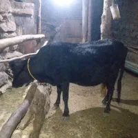 آدرس طارم روستا ولیس|حیوانات مزرعه|چورزق, |دیوار