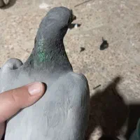 کبوتر گمشده